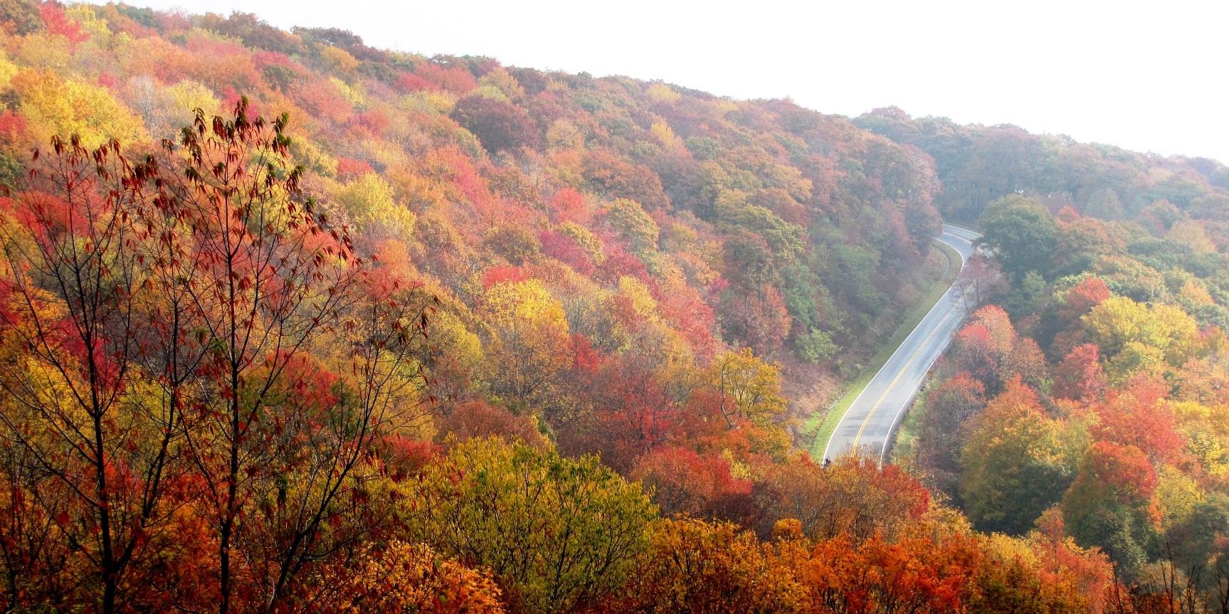 An aerial view of an autumn hillside filled with red and gold and green trees with a two lane highway snaking between them.