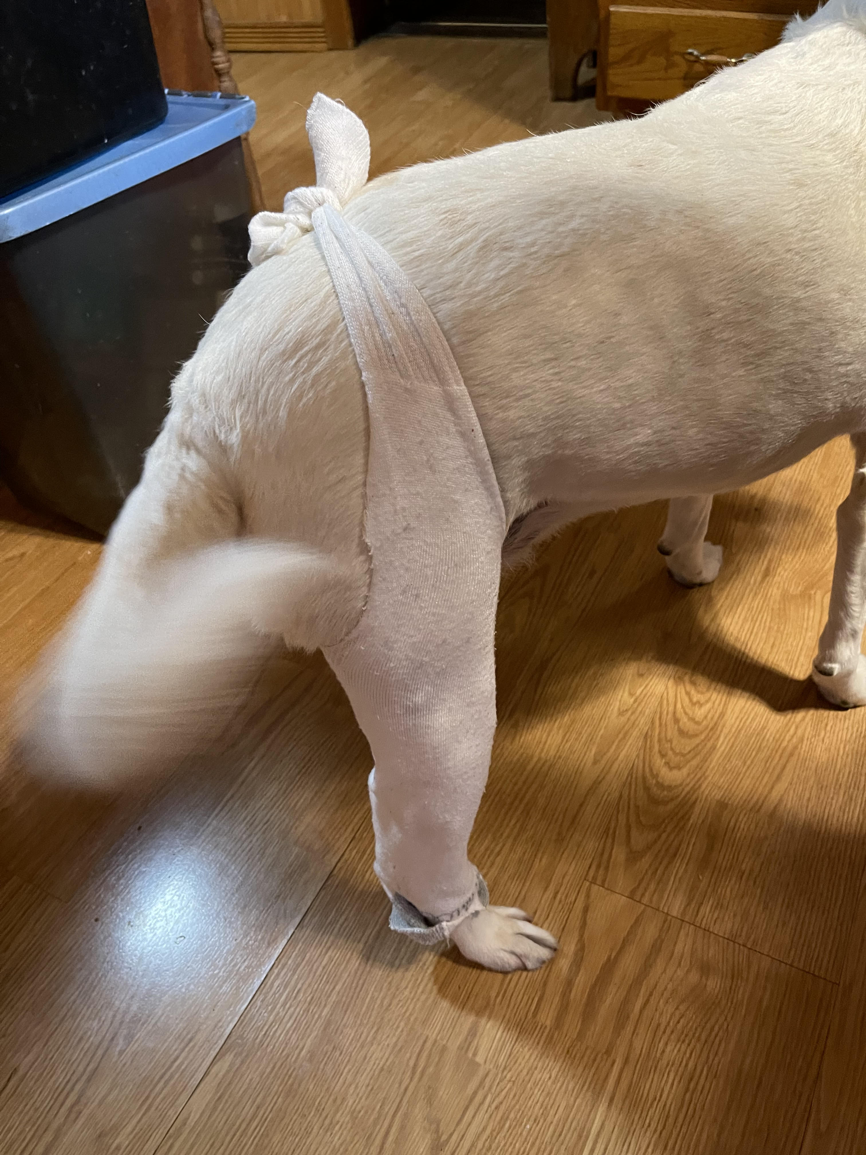 A white Jack Russell/pit bull mix, with a white tube sock that has been cut halfway down so the ends can be tied together over his back to make a pair of makeshift assless chaps to cover the stitches on his leg