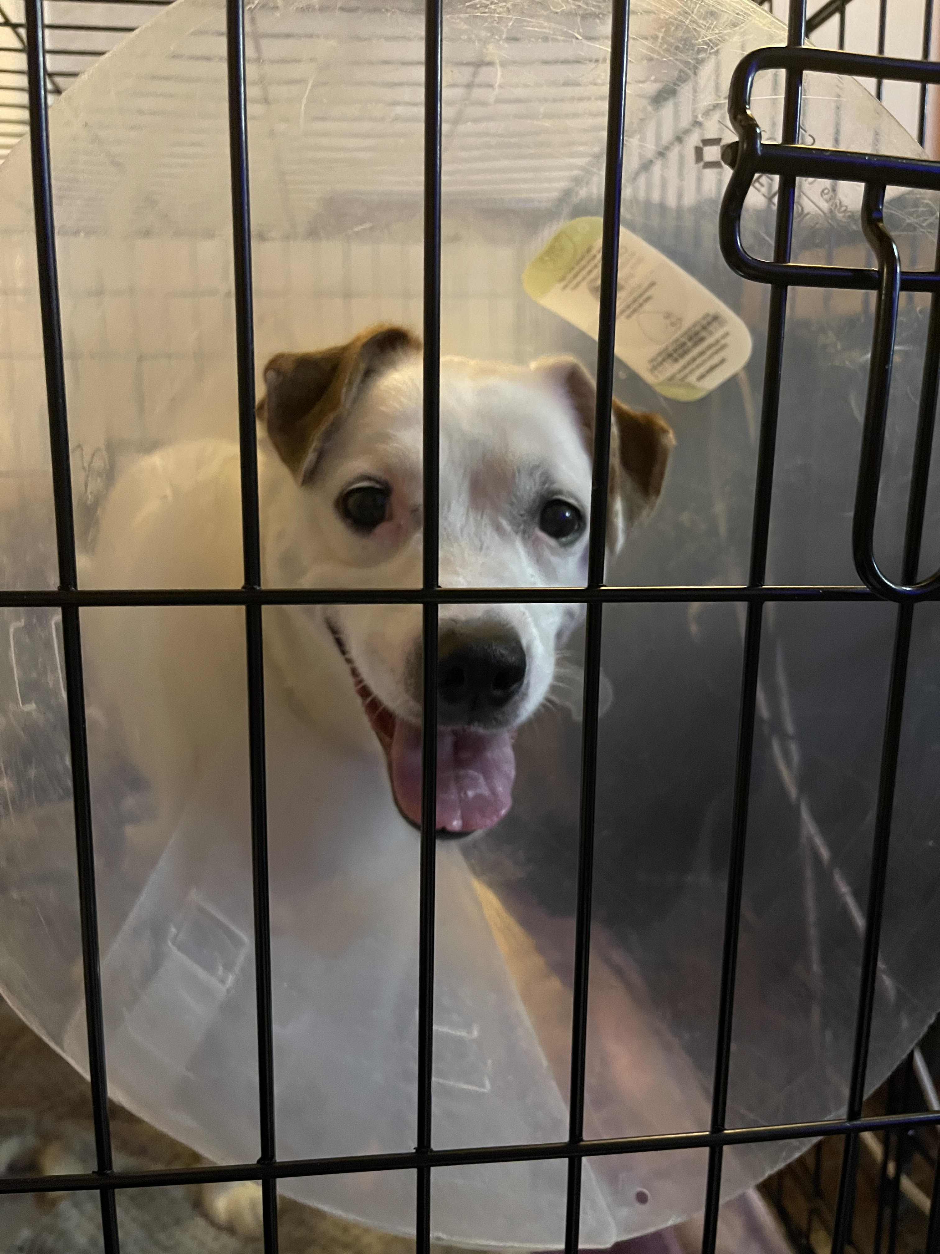 A white Jack Russell/pit bull mix with brown ears, wearing a cone of shame inside a dog kennel to keep him from pulling out his leg stitches for the 5th time.