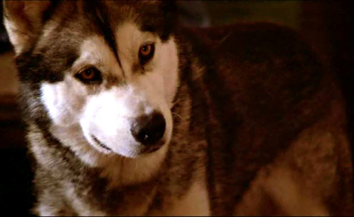 Cody as Nanook from The Lost Boys