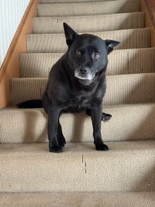 A black dog with a white chin sitting weirdly on a staircase.